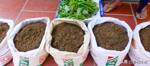 在家用蛇皮袋種紅薯，方法省事又省地方，5個月後能收穫一大袋