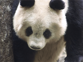 出沒於秦嶺的野生熊貓，是山中帶毛修行的真隱士