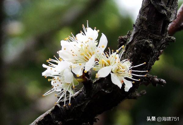 十八羅漢山的梨花開了