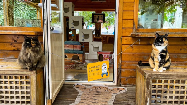 盤點 | 小貓咪那些奇奇怪怪的“酸角”關係