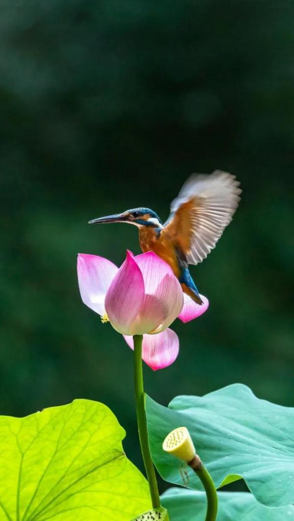 100幅美麗的鳥圖欣賞