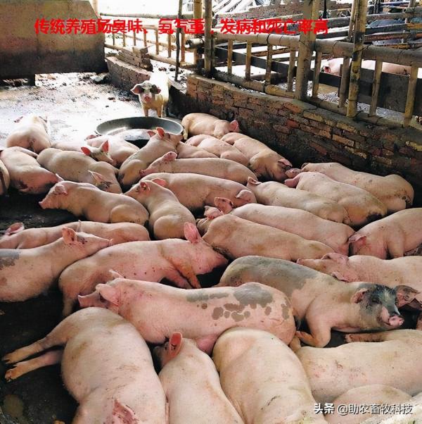 豬場臭味氨氣簡單的解決方案,不投入設施還能夠降本增效 豬場臭味氨氣簡單的解決方案,不投入設施還能夠降本增效