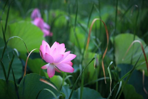 雨中賞平山河溼地公園荷花