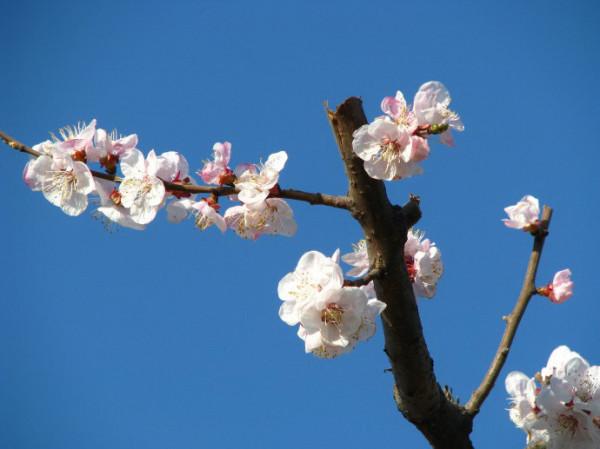 國學成語故事(13)一個弱女子的致命糾結 國學成語故事(13)一個弱女子的致命糾結