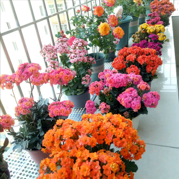 6種“肥胖花”冬天餓著養，越餓越長壽，多澆一杯水，黃葉死翹翹