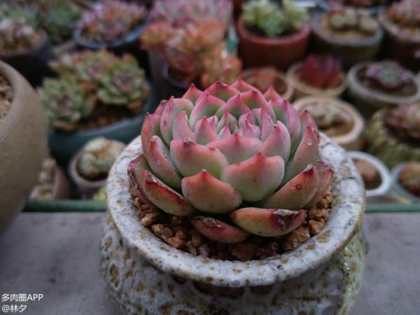 分享自己的配土和澆水經驗！包教包會！你不來瞅瞅？