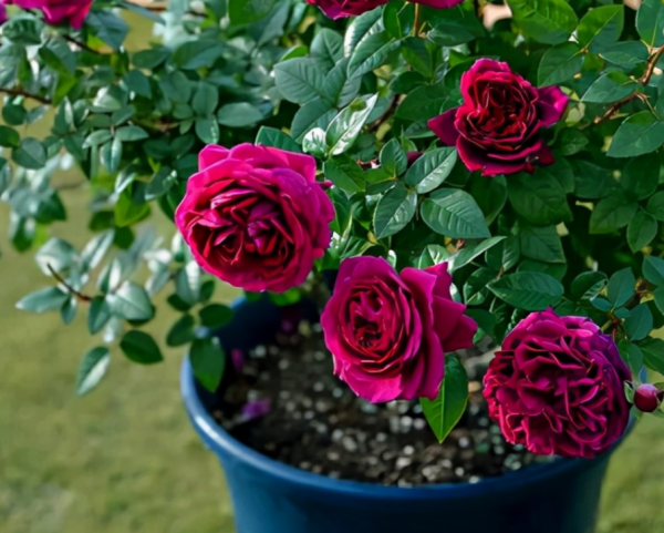 一般人養這4種植物,到了冬天“重剪”,來年才能長得花葉繁茂 一般人養這4種植物,到了冬天“重剪”,來年才能長得花葉繁茂