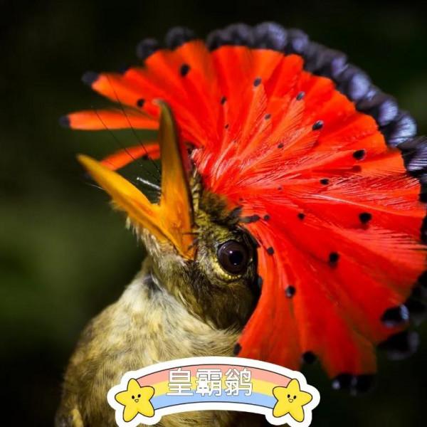 怒髮衝冠,憑欄處~紅紅火火的腦袋—皇霸鶲 怒髮衝冠,憑欄處~紅紅火火的腦袋—皇霸鶲