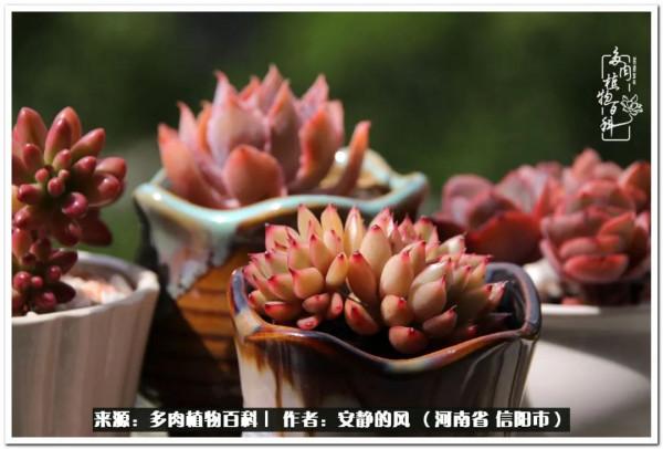 陽臺多肉黨的幸福生活 陽臺多肉黨的幸福生活