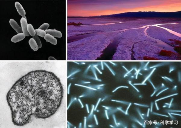 腸道古細菌與兒童哮喘呈負相關 腸道古細菌與兒童哮喘呈負相關