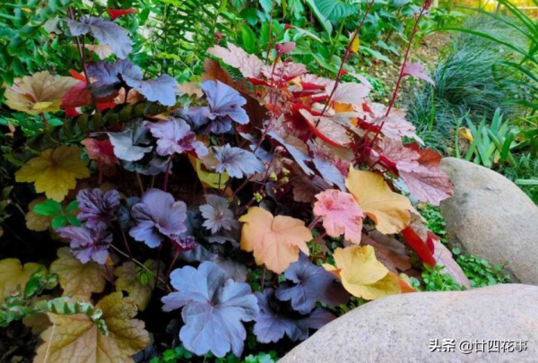 進入11月,6種花值得買,從冬開到春,春節也不停歇 進入11月,6種花值得買,從冬開到春,春節也不停歇