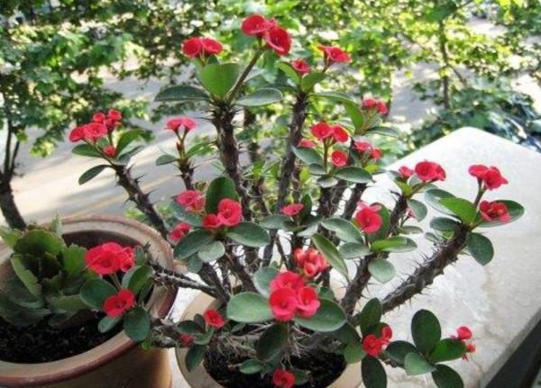 天冷了，8種有毒花別在屋裡養，容易影響健康