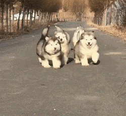 寵物店崩潰日常：太多“多多”了，你是哪家的多多