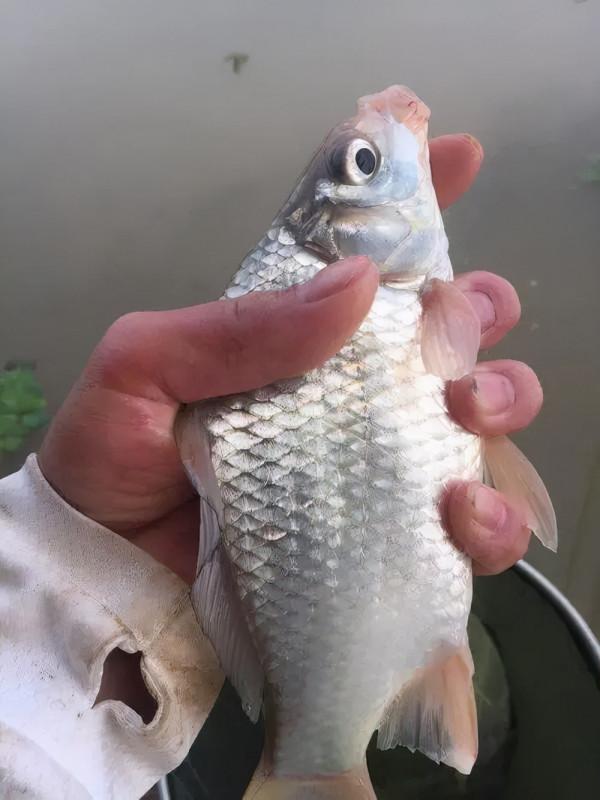 高背鯽即將狂口,野釣攻略分享 高背鯽即將狂口,野釣攻略分享