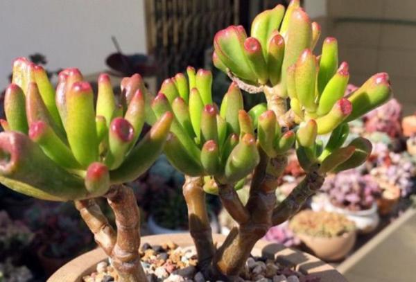 “吸財”多肉筒葉花月,該如何養好?牢記4點,輕鬆上色出狀態 “吸財”多肉筒葉花月,該如何養好?牢記4點,輕鬆上色出狀態