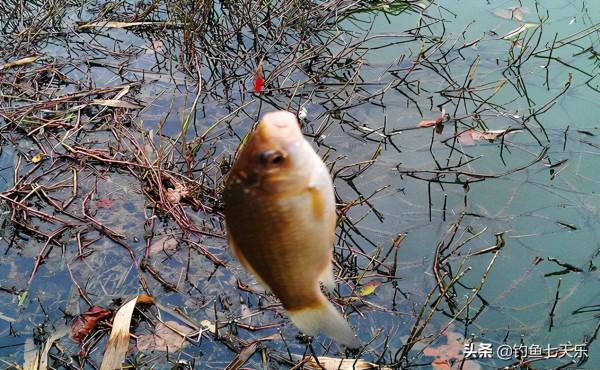 冬釣無魚口？掌握這3處要點，沒有不上魚的道理
