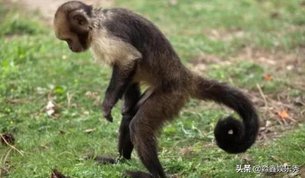 捲尾猴學會使用石器，已進入石器時代，這樣進化後會威脅到人類嗎