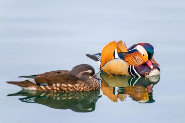 鴛鴦鳥精美圖片