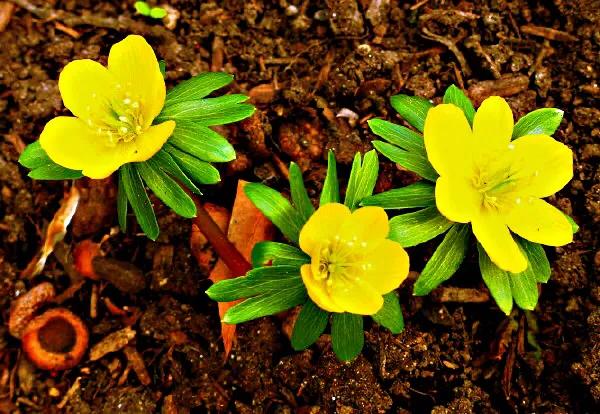 冬菟葵～頂生一朵黃花，花期冬季至早春