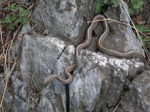 走過的路——鐵坨山西部轎頂山附近 走過的路——鐵坨山西部轎頂山附近