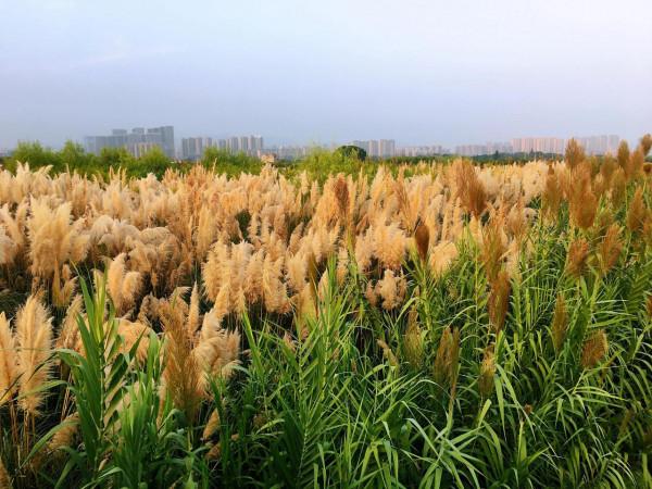 三垟溼地落日夕陽