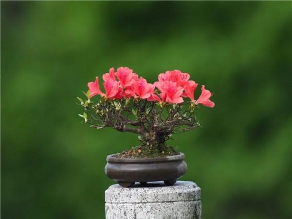 春節過後，打造唯美映山紅盆景，要注意這幾點（附圖）