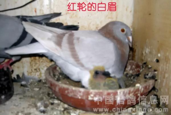 鴿子身上出現白色是公棚快速殺手的表現,可押重炮 鴿子身上出現白色是公棚快速殺手的表現,可押重炮