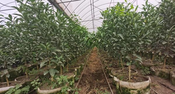 中央植物工廠連鎖模式-柑桔標準化育苗種植的踐行者(1) 中央植物工廠連鎖模式-柑桔標準化育苗種植的踐行者(1)
