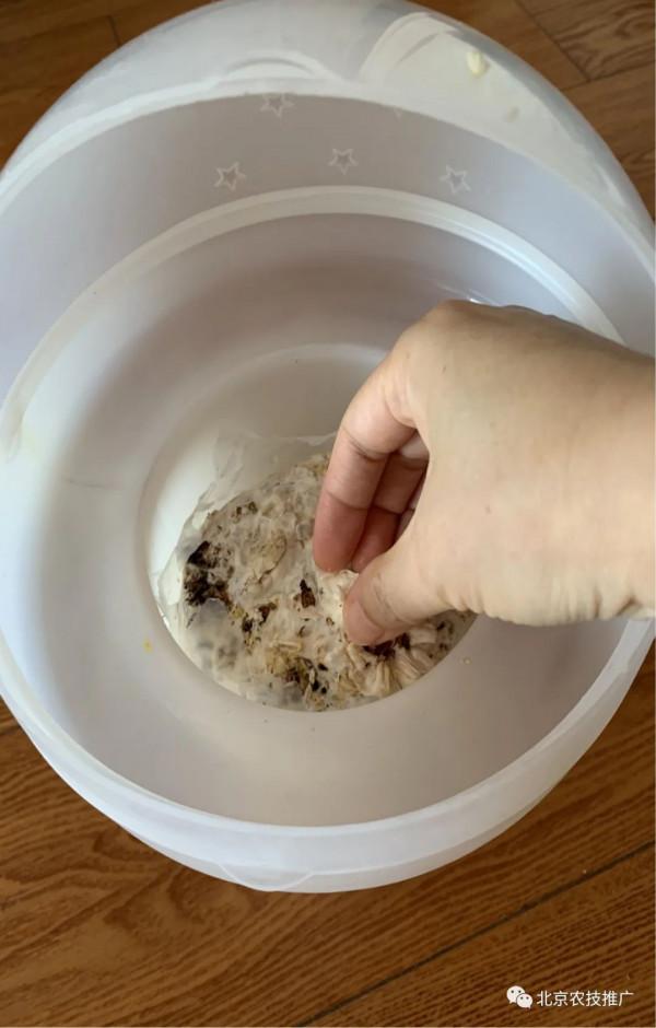 孩子放假了,在家養蘑菇試試? 孩子放假了,在家養蘑菇試試?