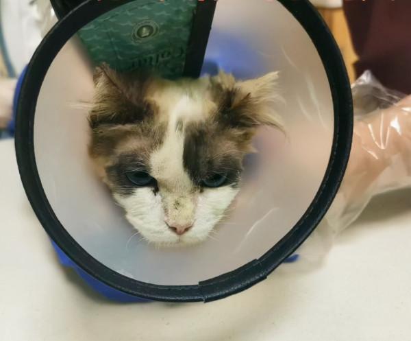 1只名貴布偶貓,被人遺棄在樓梯間:這貓也有人丟嗎? 1只名貴布偶貓,被人遺棄在樓梯間:這貓也有人丟嗎?