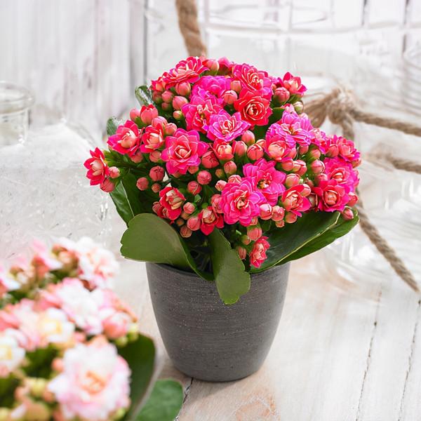 五大“吉祥花”,適合養客廳,喜歡養一盆,越養越“貴氣” 五大“吉祥花”,適合養客廳,喜歡養一盆,越養越“貴氣”