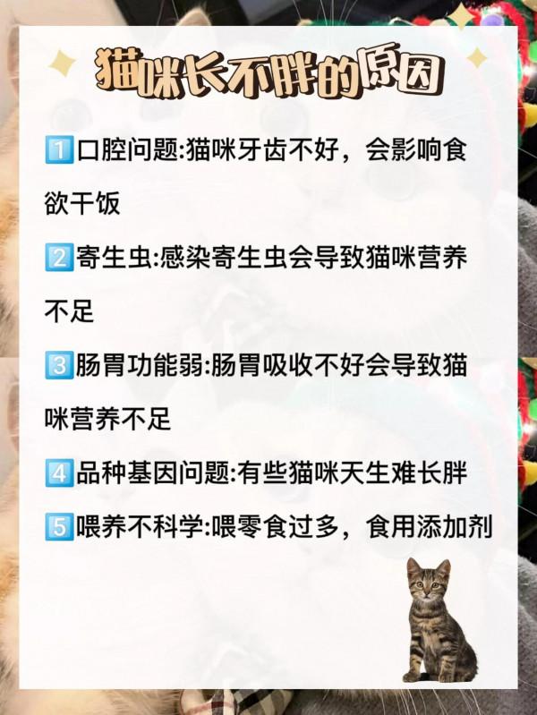 科學養胖貓咪 就用這個方法