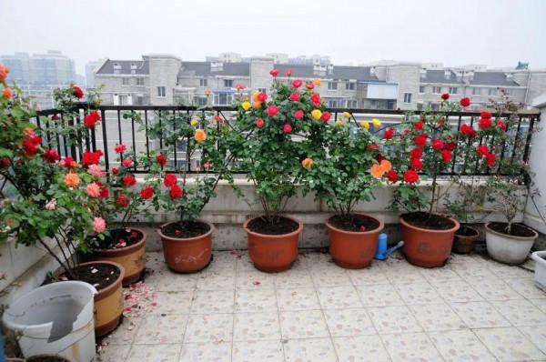 元旦前，“七種花”趕緊搬到陽臺上凍一凍，生長茂盛，花苞呼呼冒