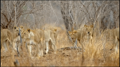 這隻花豹是啃老反面教材！正能量教育意義