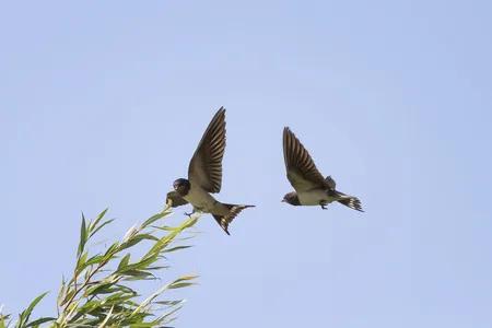 60多張雙比翼鳥圖欣賞