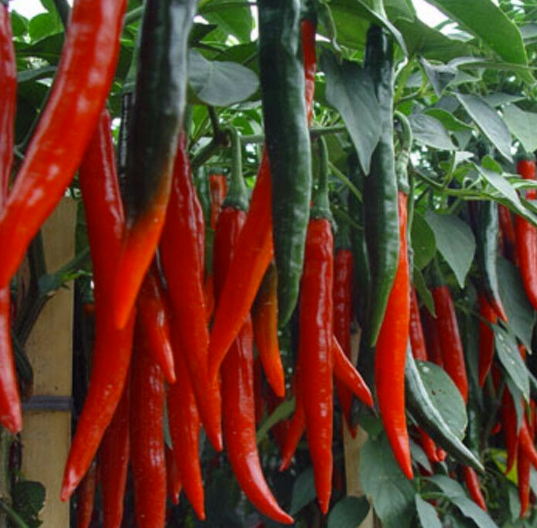 多數腎友認為不能吃的這三種食物，實際上都可以吃