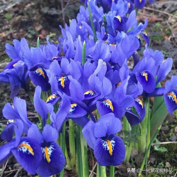 有沒被自制花肥臭懵過,這8種自制肥別亂做,踩過的坑、流過的淚 有沒被自制花肥臭懵過,這8種自制肥別亂做,踩過的坑、流過的淚