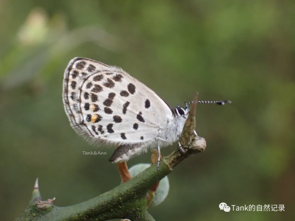 我的自然記錄•蝴蝶（2）