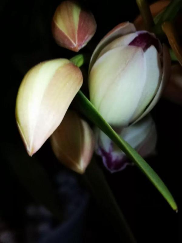 過冬三件套一讀書煮茶+養花