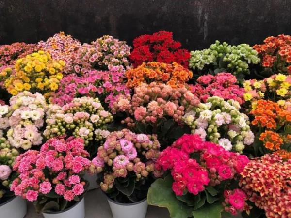 10大“吉祥花”,寓意深遠,好看又大氣,轉運又旺家 10大“吉祥花”,寓意深遠,好看又大氣,轉運又旺家