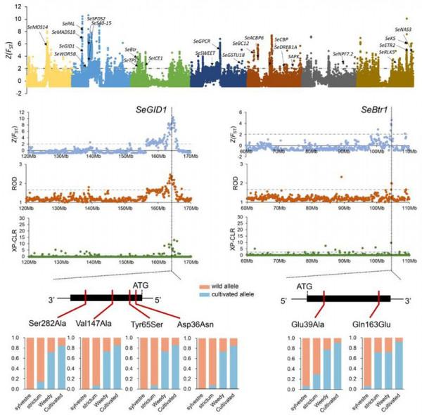 雜草可以被馴化成作物？浙大團隊新發現