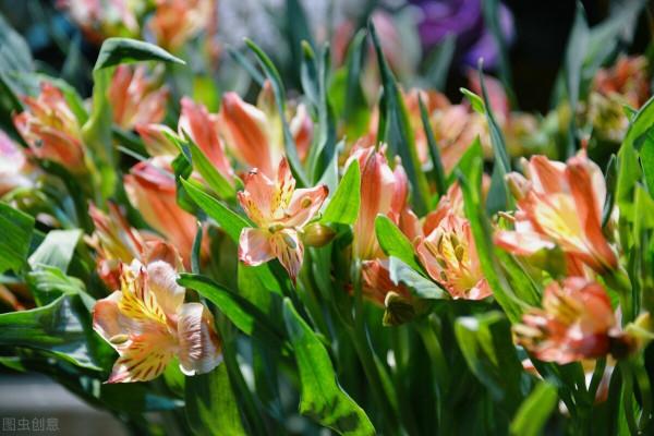 買花切忌跟風,適合自己的植物,才是最好的 買花切忌跟風,適合自己的植物,才是最好的