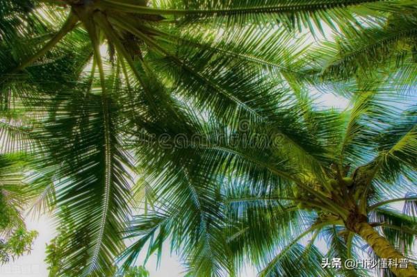 科學家稱：發現可以生產“石油”的樹，或有望解決能源危機問題？