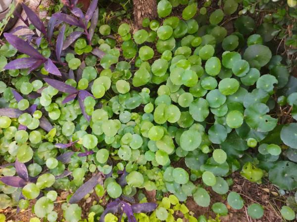 銅錢草和紫竹梅