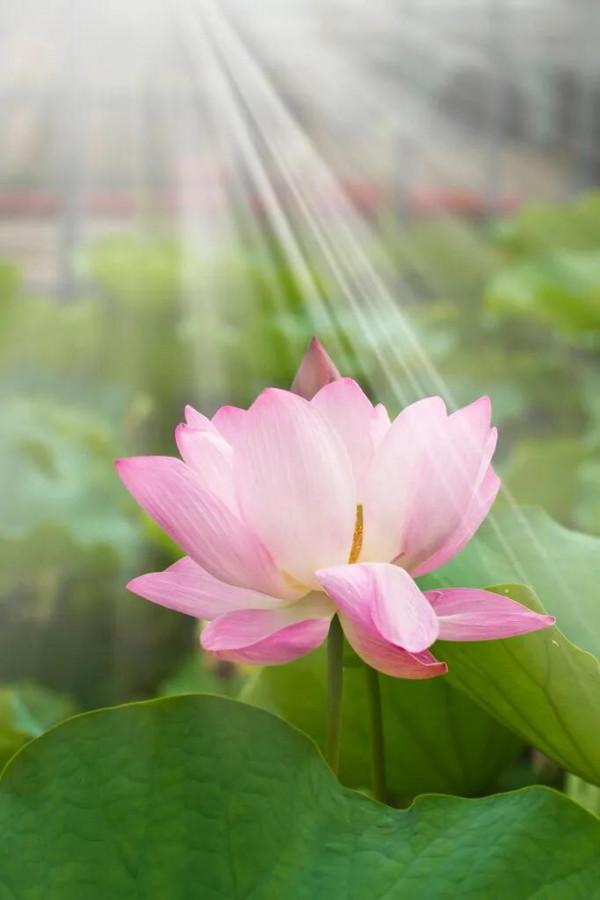 口吐蓮花，是何等智慧？