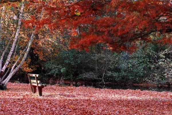 英國的秋季美不勝收