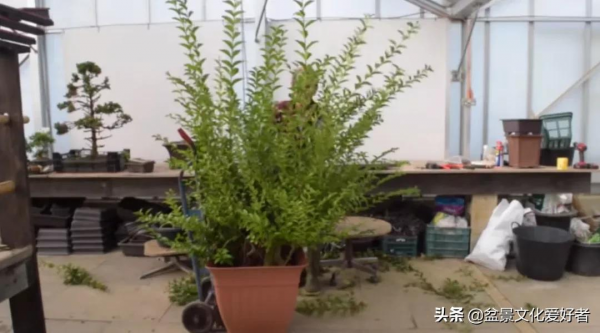 老者一年前路邊撿一老樁,將其培育放養,修剪做成盆景,價值1萬 老者一年前路邊撿一老樁,將其培育放養,修剪做成盆景,價值1萬