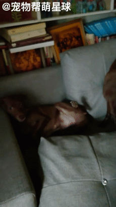 狗子遭“家暴”只能對同伴撒氣，網友捧腹爆笑：另一狗子好慘啊