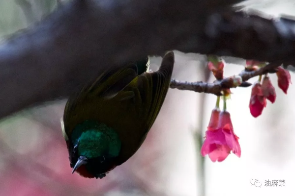 油麻菜:圓月彎刀 油麻菜:圓月彎刀