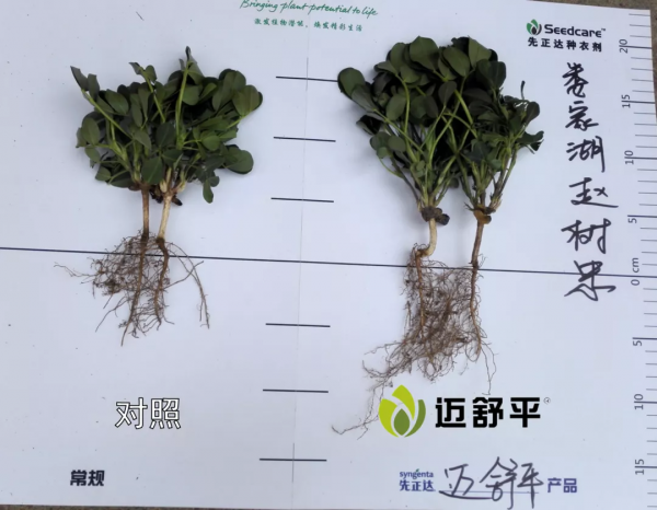 哪些地不能種花生，播種前該怎麼做？多虧專家提醒，太漲知識了